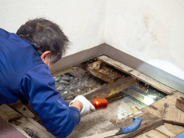 Certified Mold Removal in Baxter, TN