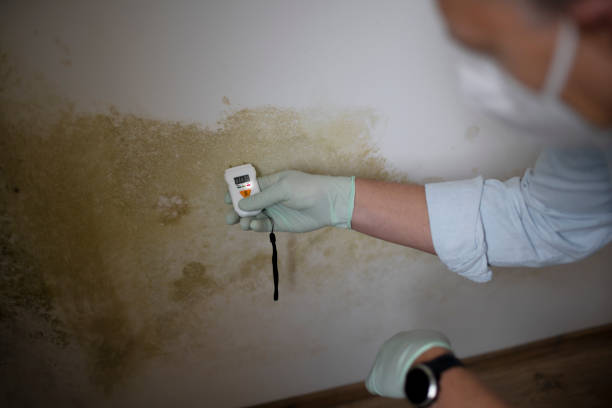 Best Toxic Mold Removal  in Baxter, TN