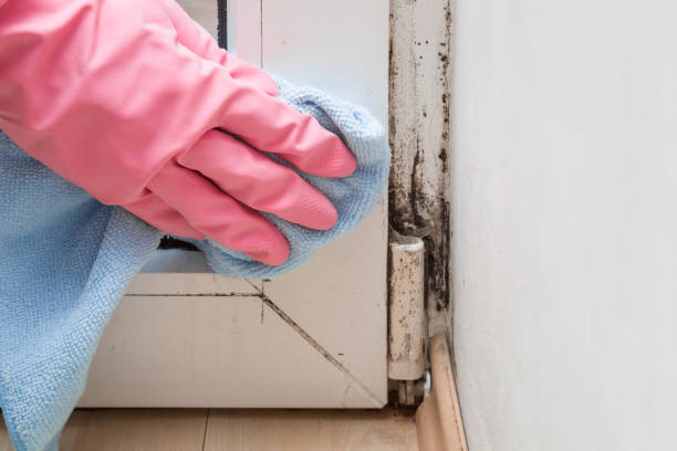 Best Mold Remediation  in Baxter, TN