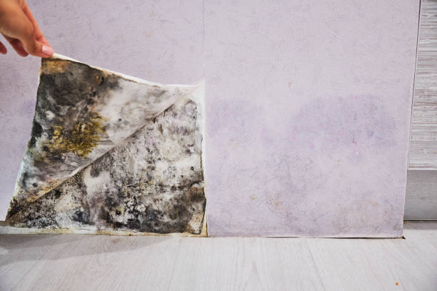 Best Commercial Mold Removal  in Baxter, TN